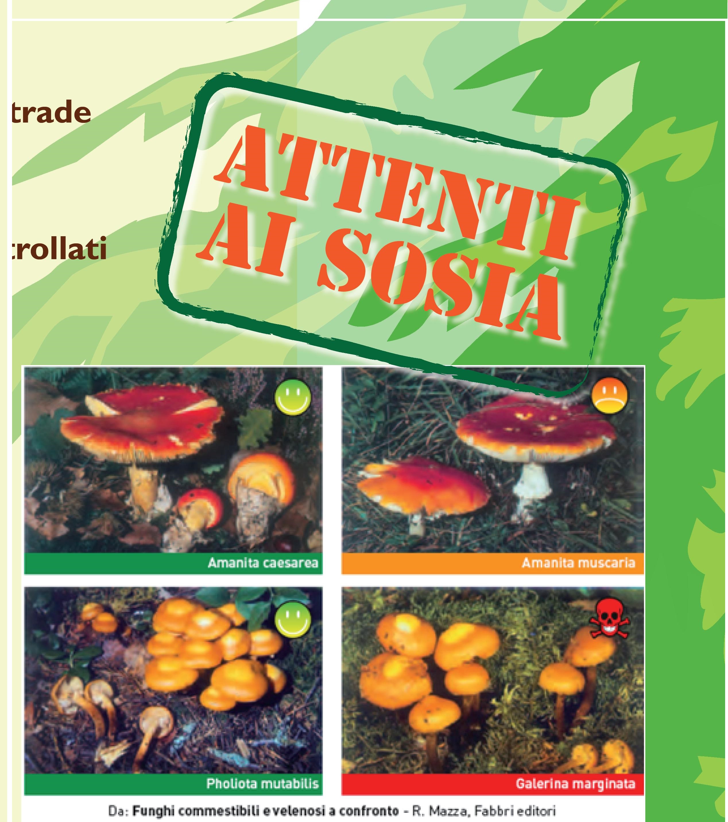 03 consumare funghiin sicurezza